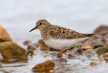 Temminck txirria, Andreas Trepte